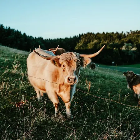 Schottenhof Walser 3 - Alleinlage Im Gruenen Mit Panoramablick Achberg